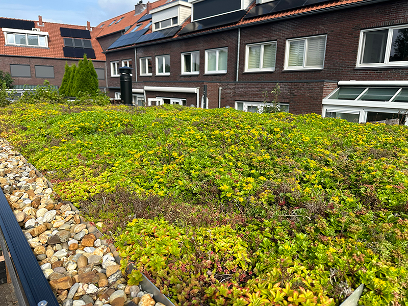 Sedumdak Bloemendaal