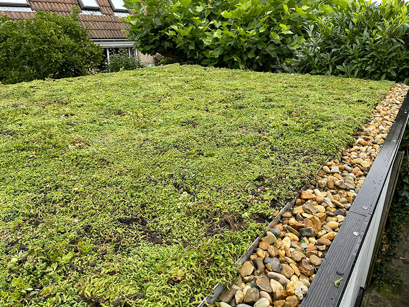 Sedumdak Nieuw-Vennep